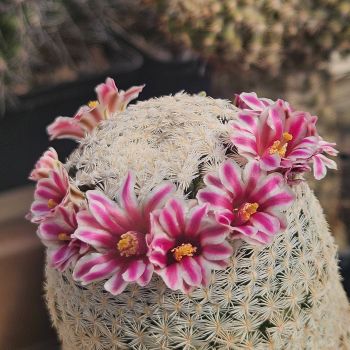 Mammillaria hermosana